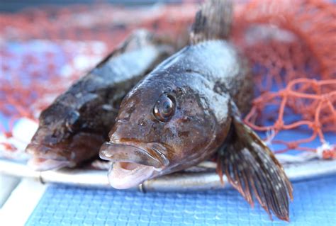 愛魚|アイナメ【鮎魚女、鮎並】｜釣り百